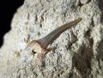 cf. Araloselachus cuspidatus (AGASSIZ 1843) - Bild © FossNet FossilienStore